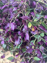 Load image into Gallery viewer, Red Water Grass