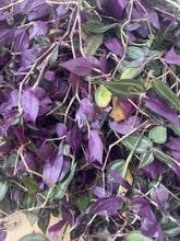 Load and play video in Gallery viewer, Red Water Grass