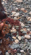 Load and play video in Gallery viewer, Wildcrafted Jamaican Gold Flower Sea Moss