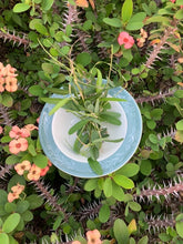 Load image into Gallery viewer, Medina herbs