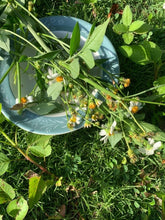 Load image into Gallery viewer, Copy of Spanish Niddle ,chomomile herbs