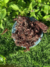 Load image into Gallery viewer, Wildcrafted Bladder wrack(Seaweed)