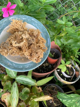 Load image into Gallery viewer, Wildcrafted Jamaican Gold Flower Sea Moss