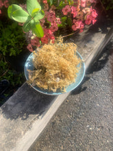 Load image into Gallery viewer, Wildcrafted Irish moss golden round