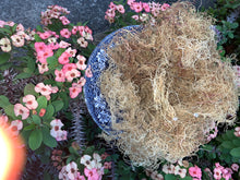 Load image into Gallery viewer, Wildcrafted Gracilaira gold seamoss