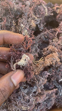 Load and play video in Gallery viewer, Fortyleg Sea moss
