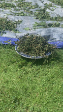 Load and play video in Gallery viewer, Jamaican, Dog blood herbs (Rivina humilis)
