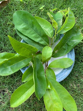 Load image into Gallery viewer, Soursop leaves
