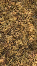 Load and play video in Gallery viewer, Wildcrafted Irish moss golden round
