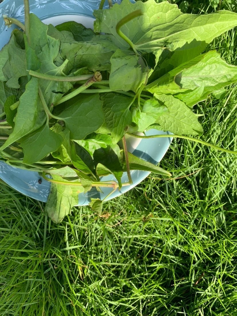 Guaco herbs