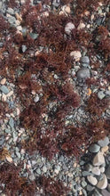 Load and play video in Gallery viewer, Purple gracilara /spaghetti seamoss
