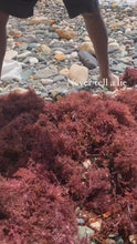 Load and play video in Gallery viewer, Round purple Irish moss Jamaican wildcrafted
