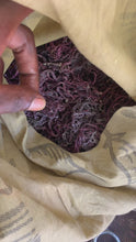 Load and play video in Gallery viewer, Round purple Irish moss Jamaican wildcrafted
