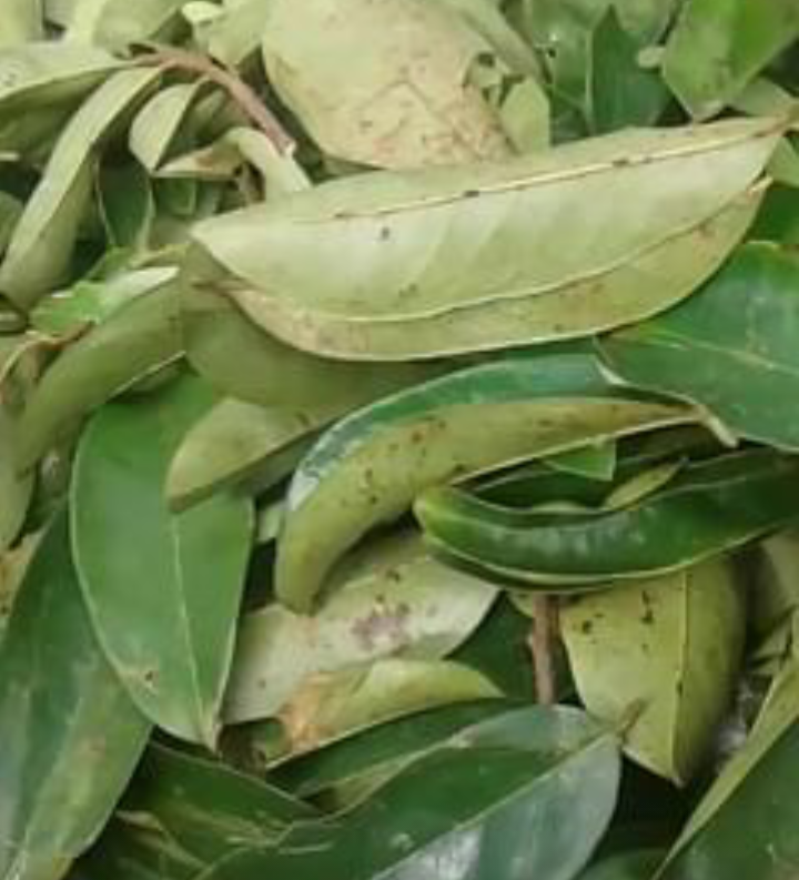 Soursop leaves