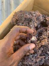 Load image into Gallery viewer, Fortyleg Sea moss
