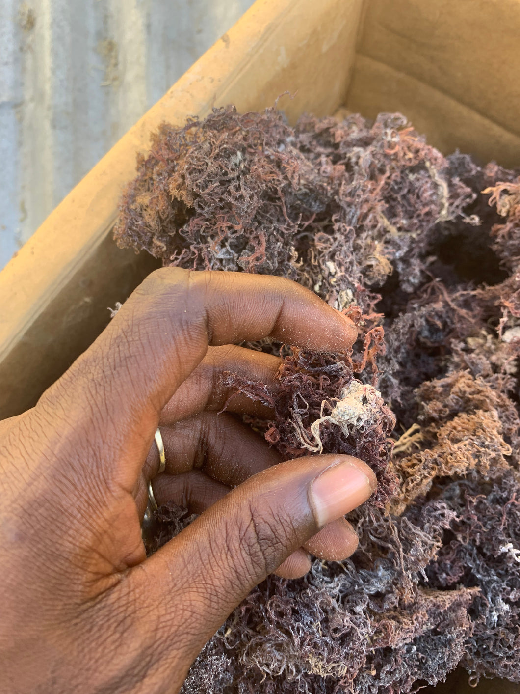Fortyleg Sea moss