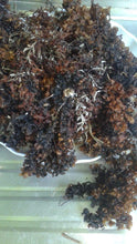 Load image into Gallery viewer, Wildcrafted Bladder wrack(Seaweed)
