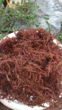 Load image into Gallery viewer, Fortyleg Sea moss

