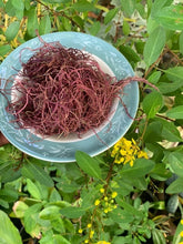 Load image into Gallery viewer, Purple gracilara /spaghetti seamoss
