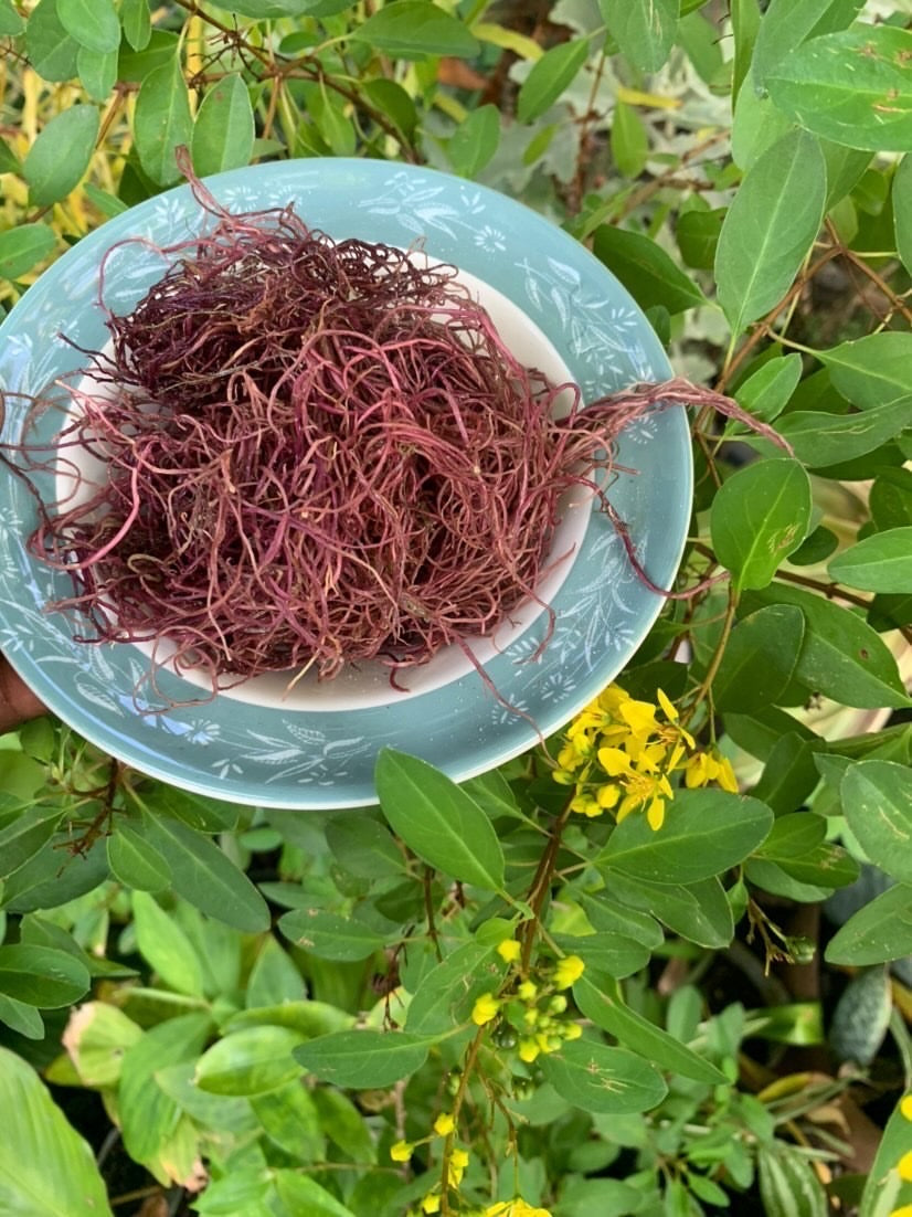 Purple gracilara /spaghetti seamoss