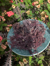 Load image into Gallery viewer, Round purple Irish moss Jamaican wildcrafted
