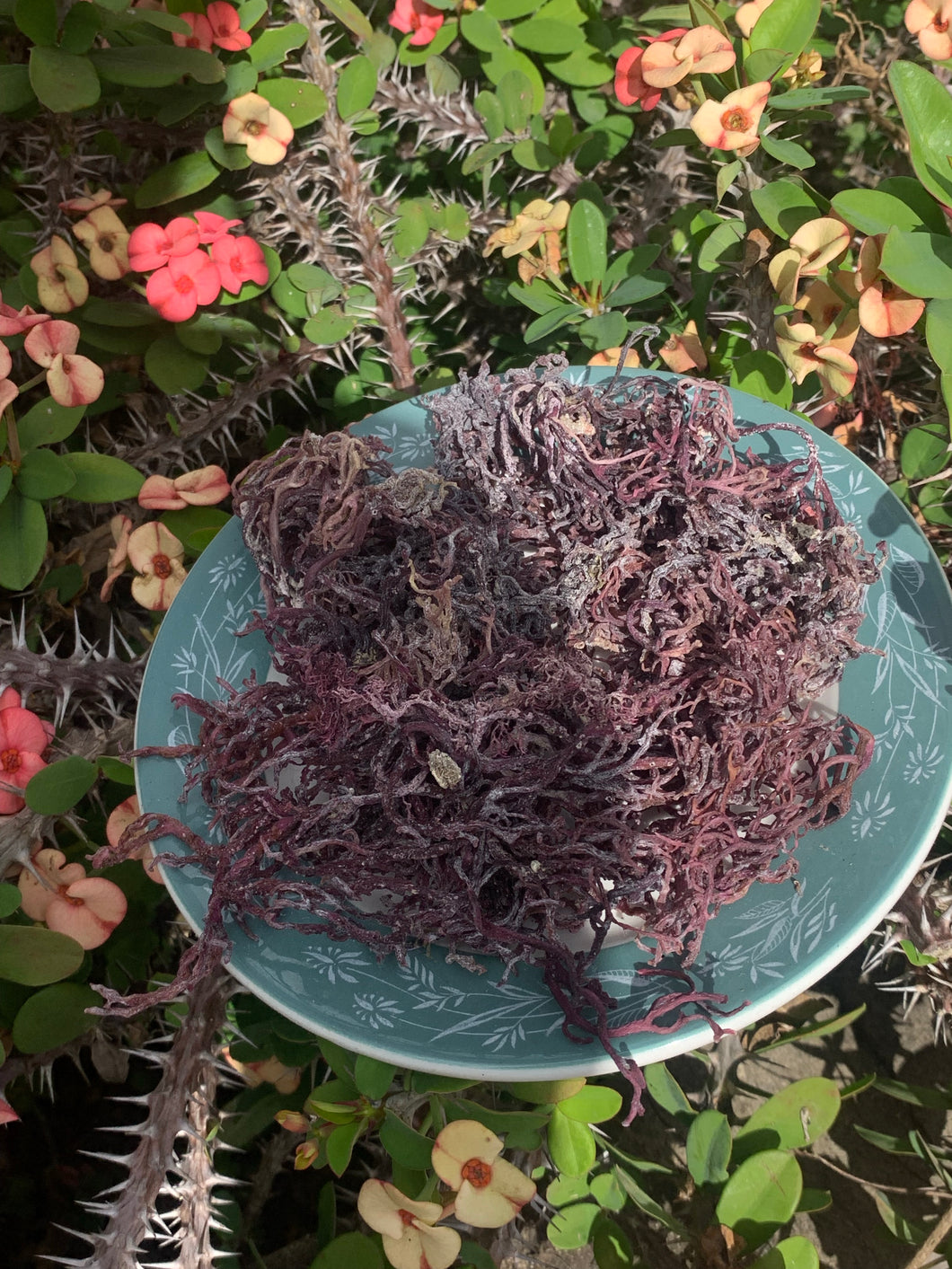 Round purple Irish moss Jamaican wildcrafted
