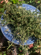 Load image into Gallery viewer, Jamaican, Dog blood herbs (Rivina humilis)
